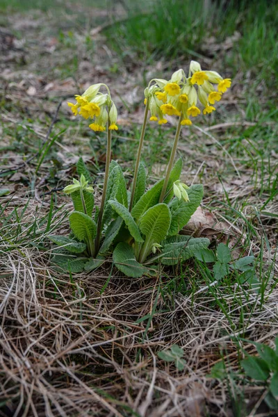 Campo Fiori Gialli Cowslip Primula Veris Profondità Campo Ridotta Una — Foto Stock