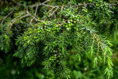 Juniperus communis. İlaç bitkisi ve yemyeşil ağaç - sıradan ardıç ağacı. Farklı olgunlaşma aşamalarında böğürtlenlerle dolu bir orman dalı. .
