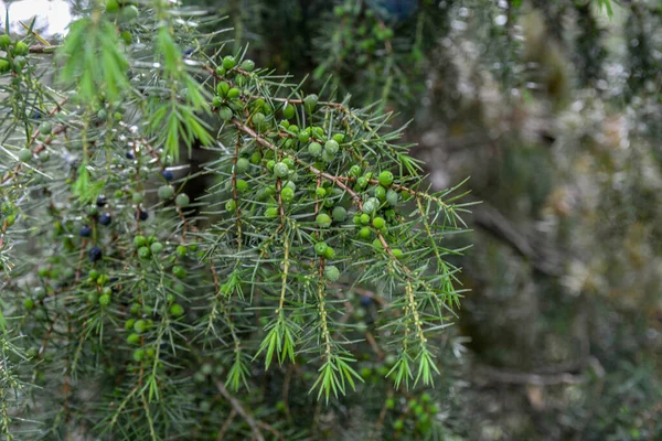 Juniperus Communis Medicinal Plant Evergreen Tree Common Juniper Branch Junpier — Stock fotografie