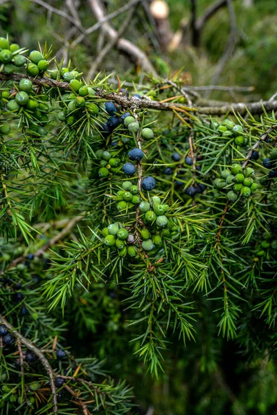 Juniperus Communis Medicinal Plant Evergreen Tree Common Juniper Branch Junpier — Zdjęcie stockowe