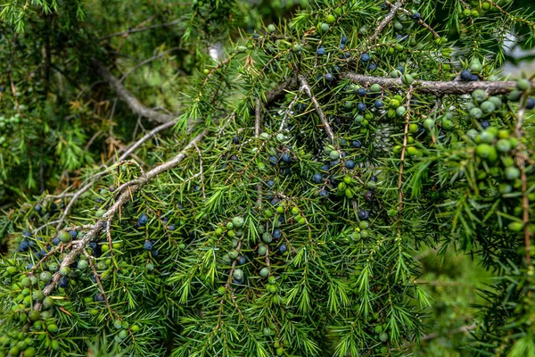 Juniperus Communis Medicinale Plant Groenblijvende Boom Gewone Jenever Een Tak — Stockfoto
