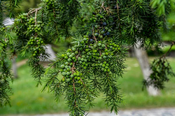 Juniperus Komunikuje Się Roślina Lecznicza Wiecznie Zielone Drzewo Jałowiec Pospolity — Zdjęcie stockowe