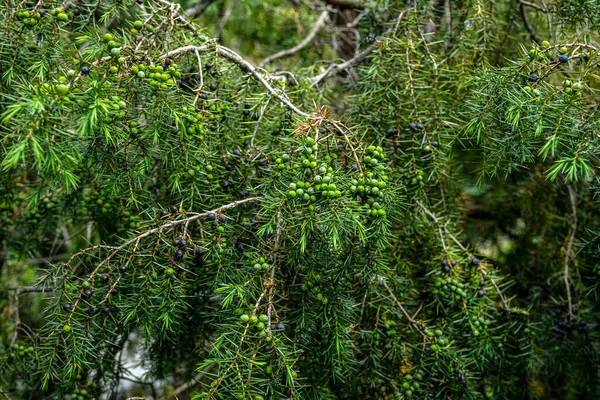 Juniperus Communis Medicinal Plant Evergreen Tree Common Juniper Branch Junpier — Stock fotografie