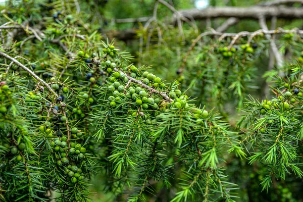 Juniperus Communis Medicinal Plant Evergreen Tree Common Juniper Branch Junpier — Fotografia de Stock