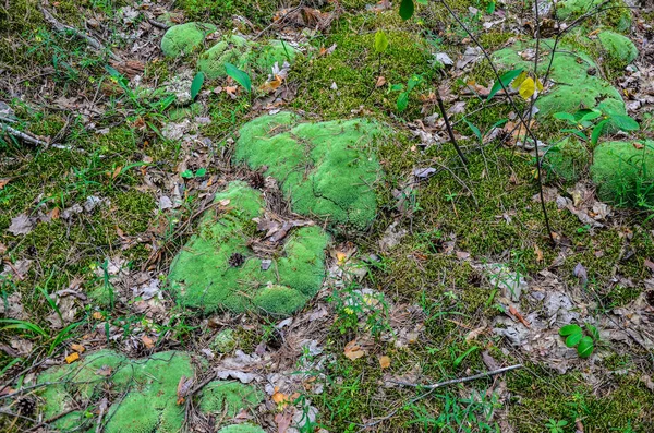 緑の苔自然生態系におけるLeucobryum Glucuum Leucobryum Glaucum Commonly Known Leucobryum Moss Pin Cushion — ストック写真