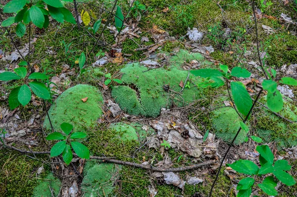 Zielony Mech Leucobryum Glaucum Naturalnym Ekosystemie Leucobryum Glaucum Powszechnie Znany — Zdjęcie stockowe