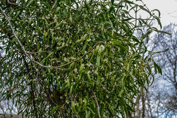 Mistletoe Viscum Album Growing Fir Branch Closure Image Evergreen Plant — стоковое фото