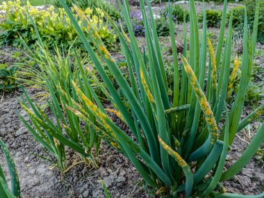 Soğan saplarındaki pas. Tarım ürünleri. Soğan yapraklarındaki mantar hastalığı..