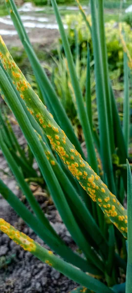 Rugină Tulpini Ceapă Producția Agricolă Culturi Vegetale Boala Fungică Frunze — Fotografie, imagine de stoc
