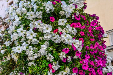 Seferberliğin pembe, mor çiçekleri (ampelous petunia). Bahar çiçekleri. Pembe surfinyalı çiçek kartpostalı. Bahçe, mevsimlik bahçıvanlık. Mor surfinia çiçeği. Surfinia 'nın pembe çiçekleri .