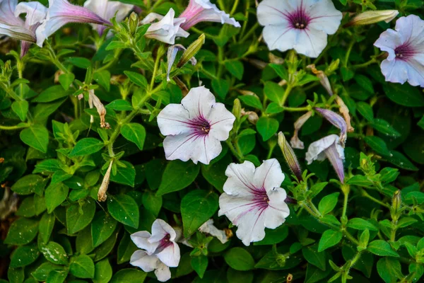 薄紅色で紫色の花を咲かせます 春の花 ピンクのサルフィニアの花のポストカード 季節の園芸 紫色のサルフィニアの花 スリニアのピンクの花 — ストック写真