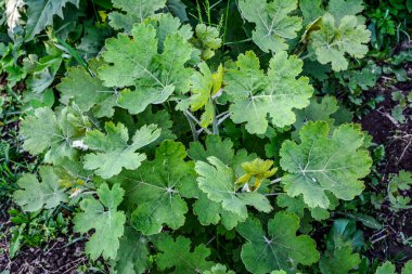 Beş tohumlu tüylü Macleaya cordata yaprağı. Macleaya korverisi zehirli bir ottur ama aynı zamanda tıbbi bir bitkidir..