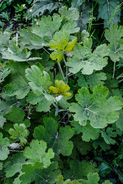 Five Seeded Plume Poppy Macleaya Cordata Leaf Macleaya Cordata Poisonous — Stock Photo, Image