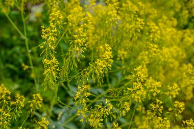Bahar bahçesinde bal taşıyan Woad (Isatis tinctoria) güzel bir şekilde çiçek açar. Resmin seçmeli odağı.