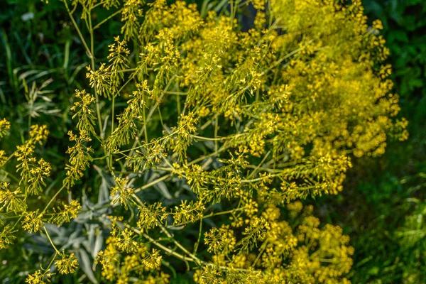 Pianta Portatrice Miele Woad Isatis Tinctoria Fiorisce Magnificamente Nel Giardino — Foto Stock