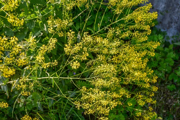 Медоносное Растение Woad Isatis Tinctoria Красиво Цветет Весеннем Саду Выборочный — стоковое фото