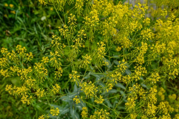 春の庭にはミツバチ科の植物 ウッド が美しく咲きます 画像の選択的焦点 — ストック写真