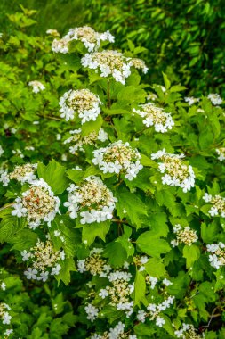 Viburnum çiçekli çalı Vib rnum pulus yakın plan küçük beyaz viburnum çiçekleri bir ağaç dalında. Viburnum plicatum çiçek açan bahar beyaz çiçekleri.