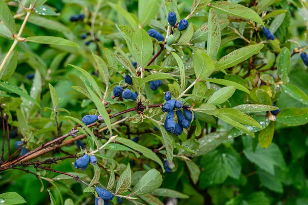 Struik Met Rijpe Haskap Bes Rijpe Bessen Van Eetbare Kamperfoelie — Stockfoto