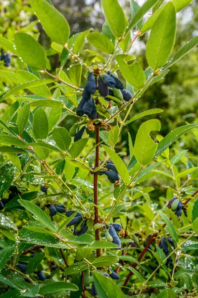 스크랩 열매를 가지고 목욕하라 수있는 먹이는 열매는 배경으로 가지에 가까이 — 스톡 사진