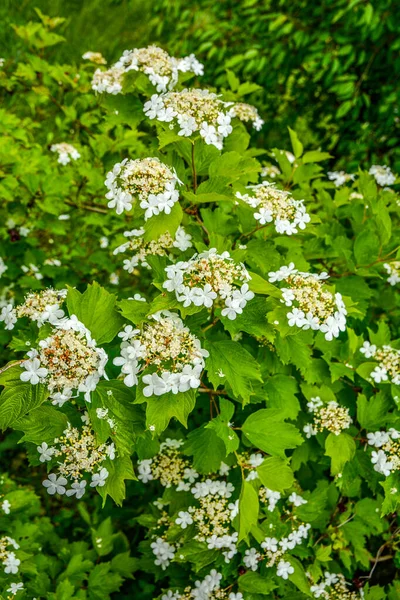 Viburnum Kwitnący Krzew Vib Rnum Pulus Zbliżenie Małych Białych Kwiatów — Zdjęcie stockowe