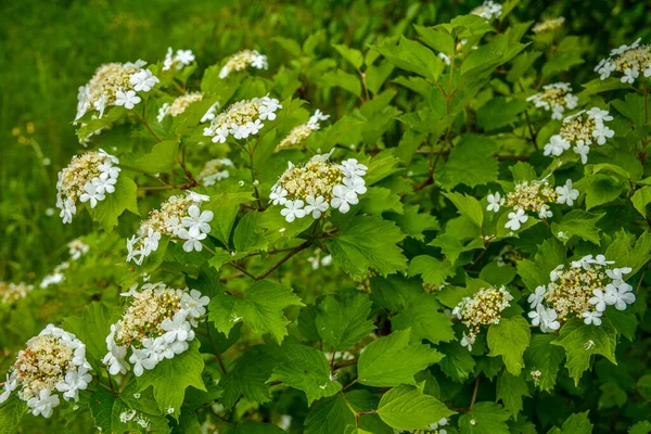 Viburnum Floração Arbusto Vib Rnum Pulus Close Pequenas Flores Brancas — Fotografia de Stock