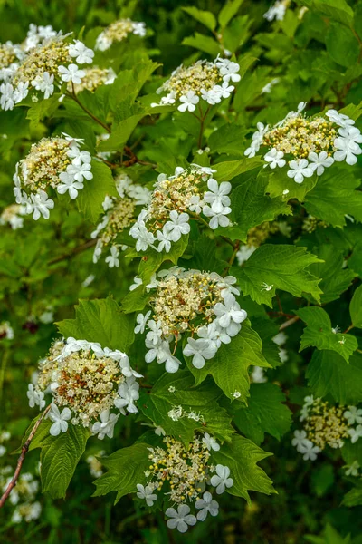 木の枝にある小さな白いビブラムの花のVib Rnum Pulus閉じる ビブラムプリカトゥム開花春白い花 — ストック写真