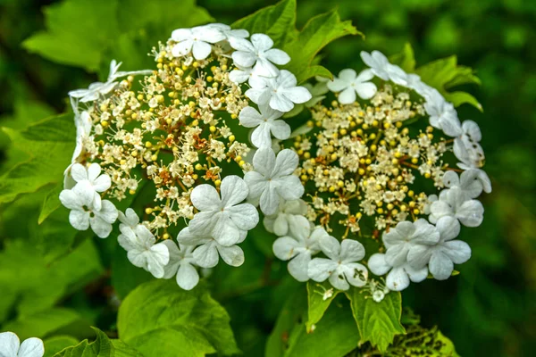 Viburnum Buisson Fleurs Vib Rnum Pulus Gros Plan Petites Fleurs — Photo