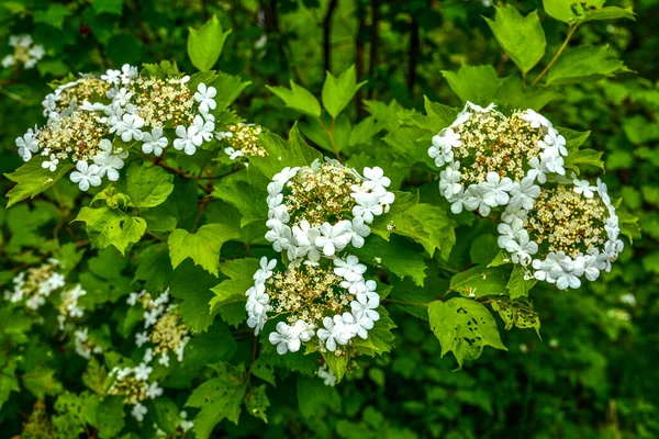 Viburnum Cespuglio Fiorito Vib Rnum Pulus Primo Piano Piccoli Fiori — Foto Stock