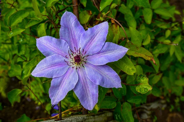 这些花的名字叫克莱马蒂斯 科学名称是Clematis 园中紫色线虫旗作为背景 — 图库照片