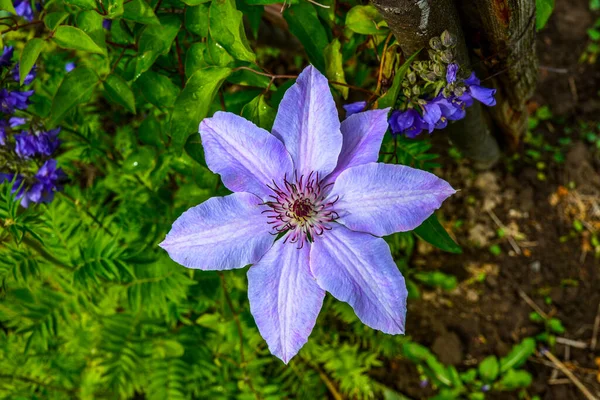 Nombre Estas Flores Clematis Nombre Científico Clematis Bandera Clematis Púrpura —  Fotos de Stock