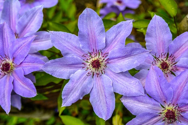 Name Flowers Clematis Scientific Name Clematis Banner Purple Clematis Garden — Stock Photo, Image