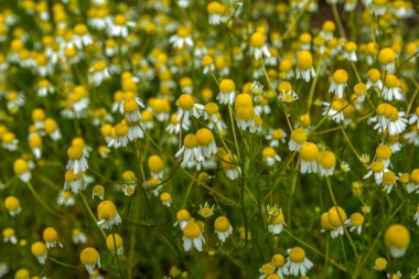 Papatya bahçesinin yakınında küçük sarımsı beyaz bir çiçek var. Genellikle Alman papatya papatyası olarak bilinir. Popüler bir bitki..