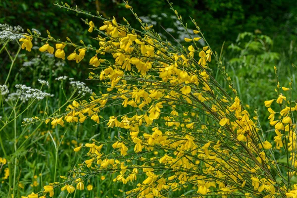 Gros Plan Branche Des Fleurs Jaunes Florissantes Cytisus Scoparius Balai — Photo