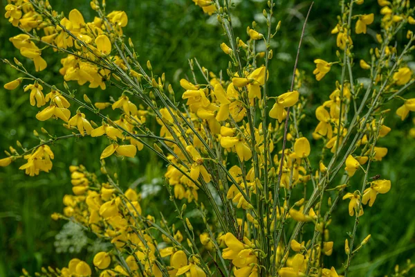 Gros Plan Branche Des Fleurs Jaunes Florissantes Cytisus Scoparius Balai — Photo