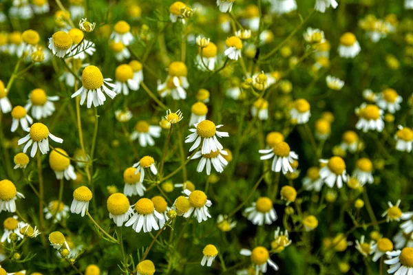 Gesloten Van Kamilleveld Een Beetje Geelwitte Bloemen Algemeen Genaamd Duitse — Stockfoto