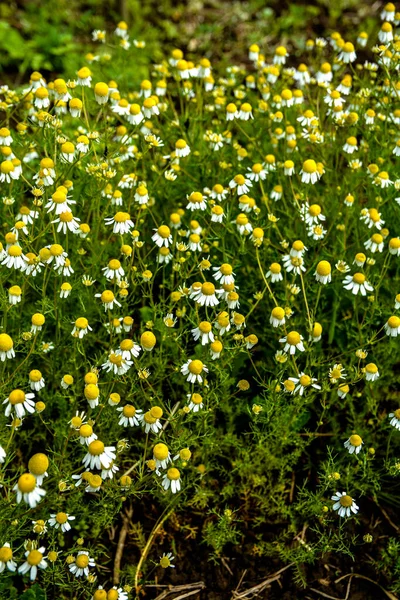 Закриті Саді Шамоміль Маленькі Жовтуваті Білі Квіти Які Зазвичай Називають — стокове фото