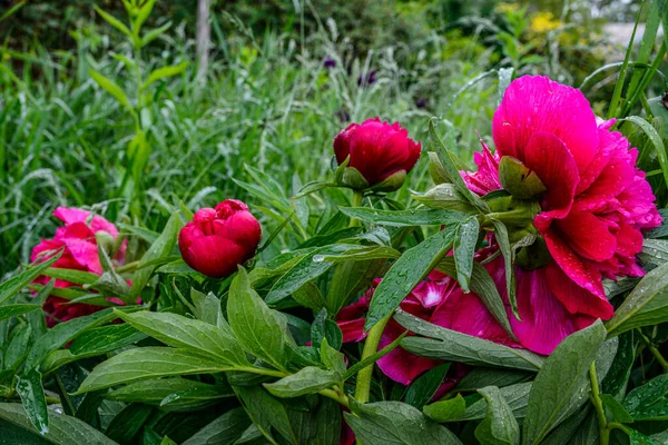 庭の花はピンクで美しい咲く牡丹ブッシュ — ストック写真