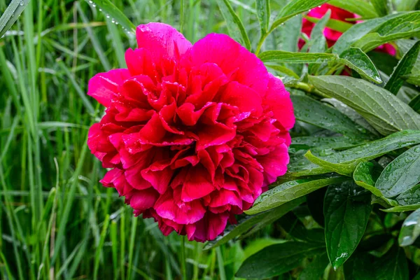 Beautiful Blooming Peony Bush Pink Flowers Garden — Stock Photo, Image