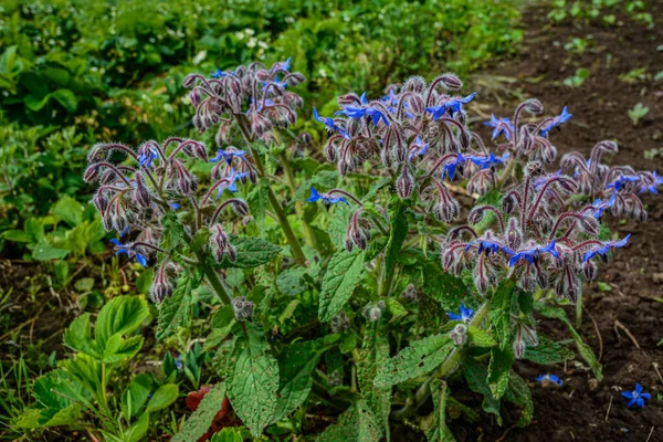 Hermoso Primer Plano Una Flor Borraja Coloridas Flores Azules Borraja — Foto de Stock