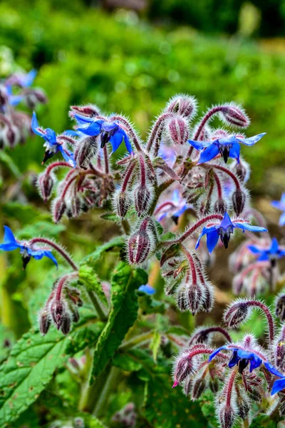 Krásné Zblízka Divoké Květiny Barevné Modré Borage Květiny — Stock fotografie
