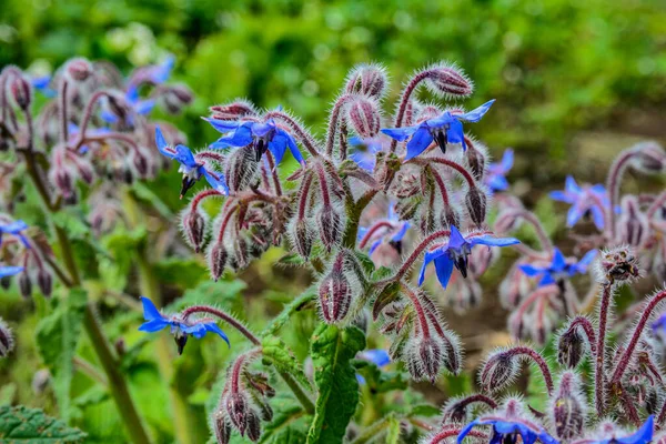 Belo Close Uma Flor Borragem Flores Azuis Coloridas Borragem — Fotografia de Stock