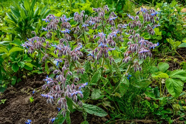 Borage çiçeğinin güzel yakın çekimi. Renkli mavi Borage çiçekleri..