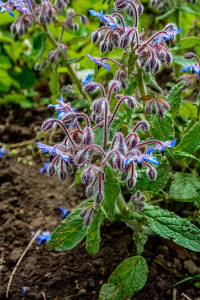 Krásné Zblízka Divoké Květiny Barevné Modré Borage Květiny — Stock fotografie