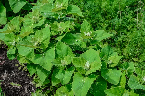 Την Άνοιξη Βρώσιμο Φυτό Orach Atriplex Hortensis Φυτρώνει Στον Κήπο — Φωτογραφία Αρχείου
