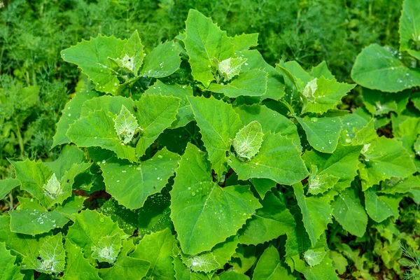 In spring, the edible plant orach (Atriplex hortensis) grows in the garden .Closeup of garden orache (atriplex hortensis) also known as French spinach, Amaranthaceae family.