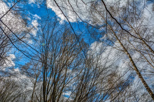曇り空を背景に落葉樹の頂 木々の冠の下からの眺め青い空に背を向けることなく — ストック写真