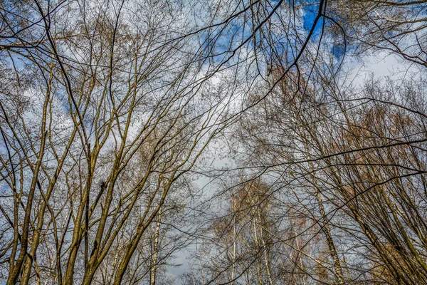 Szczyty Drzew Liściastych Bez Liści Tle Zachmurzonego Nieba Widok Dołu — Zdjęcie stockowe