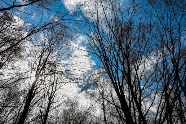 Κορυφές Φυλλοβόλων Δέντρων Χωρίς Φύλλωμα Στο Φόντο Ενός Συννεφιασμένου Ουρανού — Φωτογραφία Αρχείου