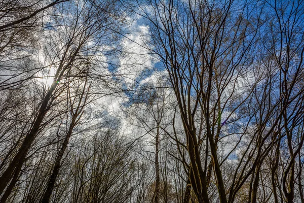 Sommets Arbres Feuilles Caduques Sans Feuillage Sur Fond Ciel Nuageux — Photo